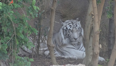 Weißer Tiger_2.jpg